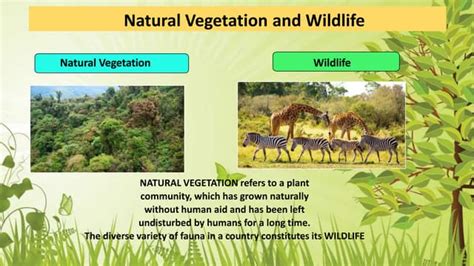 Natural Vegetation and Wildlife - BYJU'S - muktibox.com