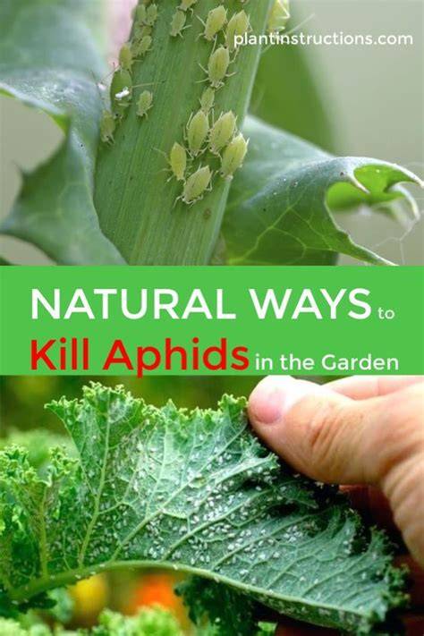 Natural Ways to Kill Aphids in Your Garden - raincitystudios.com