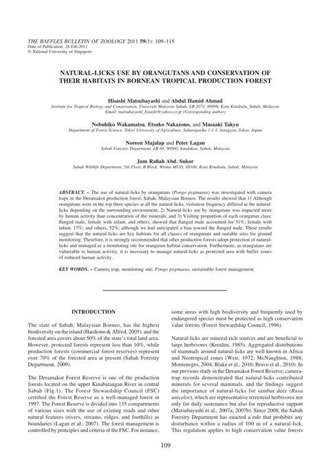 Natural-licks use by orangutans and conservation of … - raincitystudios.com