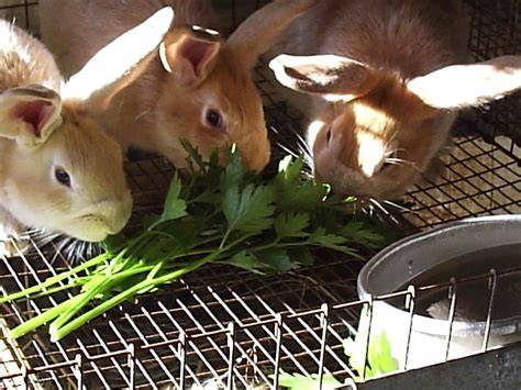 NATURALLY FEEDING RABBITS - Rise and Shine … - raincitystudios.com