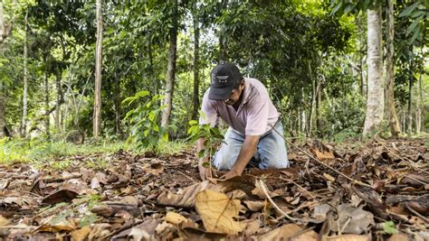 Naturally Regrowing Forests Offer Untapped Climate Benefits | World ... - raincitystudios.com