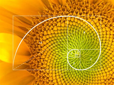Nature, The Golden Ratio and Fibonacci Numbers - wintechmobiles.com