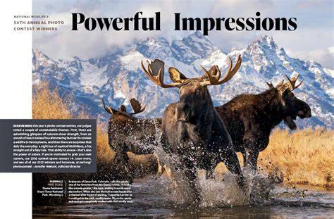 Nature Photography Contest 2026 Reveals Winners Across Wildlife ... - raincitystudios.com
