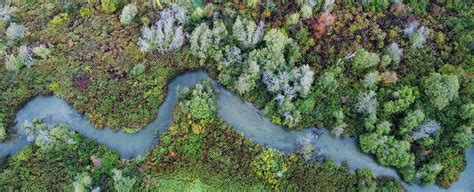 NCC: Plants - Nature Conservancy of Canada