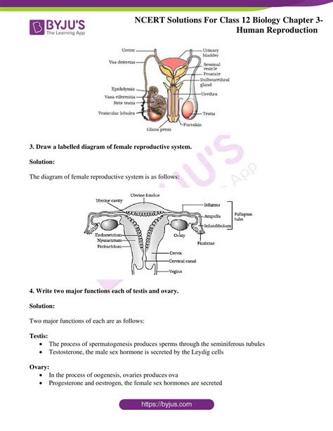 NCERT Solutions for Class 12 Biology Chapter 3 Human Reproduction