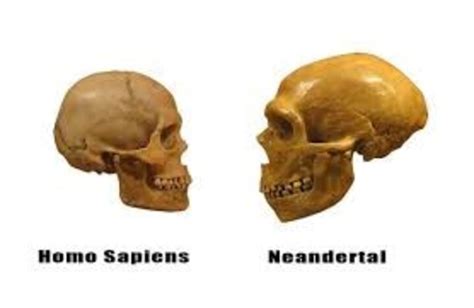 Neandertal E Homo Sapiens Viveram Juntos - wintechmobiles.com