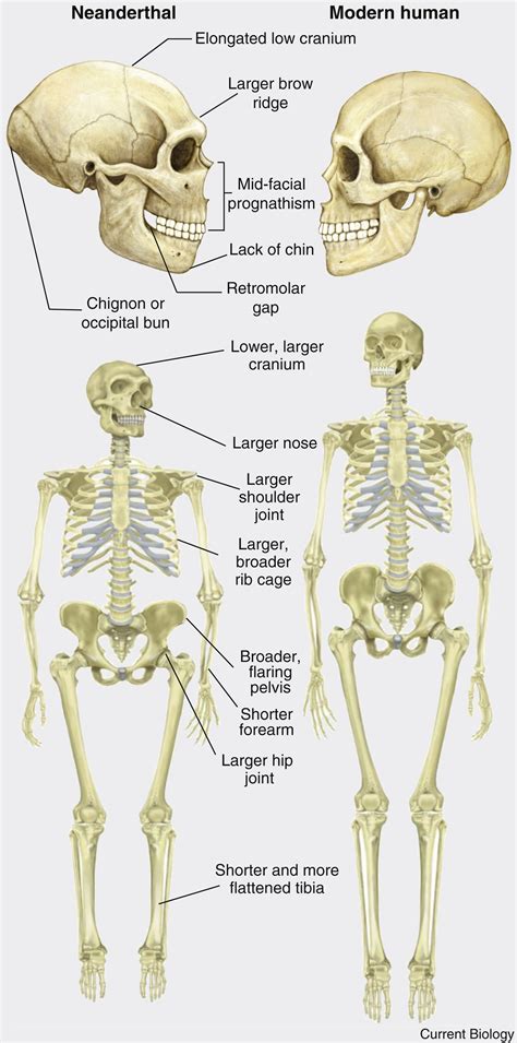 Neanderthal anatomy - wintechmobiles.com
