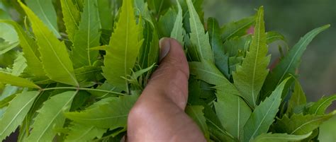 NEEM: Overview, Uses, Side Effects, Precautions, Interactions