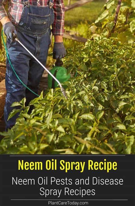Neem Oil Spray Recipe Sprays, Drenches and Rules - raincitystudios.com