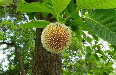 Neolamarckia cadamba - raincitystudios.com
