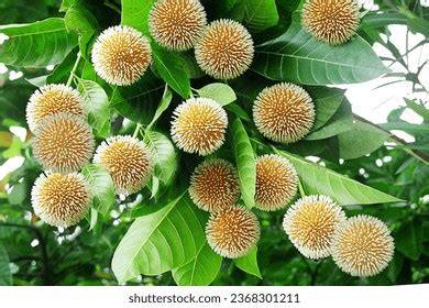 Neolamarckia macrophylla (common bur-flower tree) - raincitystudios.com