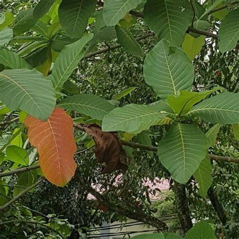 Neolamarckia Macrophylla Plant Care & How to Grow, … - raincitystudios.com