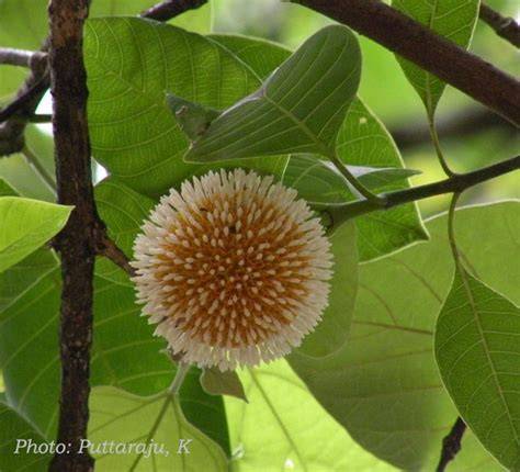 Neolamarckia macrophylla - Useful Tropical Plants - raincitystudios.com
