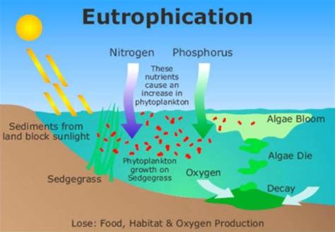 Neolithic human activity caused eutrophication in small central ... - wintechmobiles.com