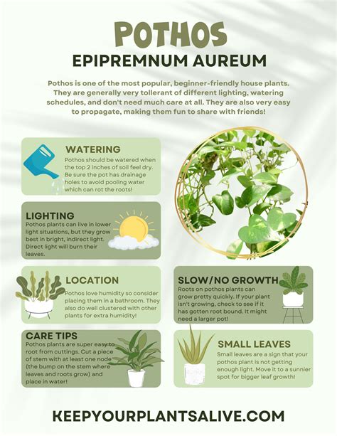 Neon Pothos Care & Propagation Guide: From Dull to Dazzling - muktibox.com