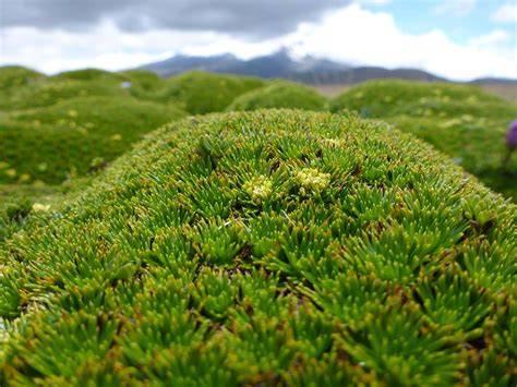 NEOTROPICAL Montane Grassland & Shrubland - raincitystudios.com