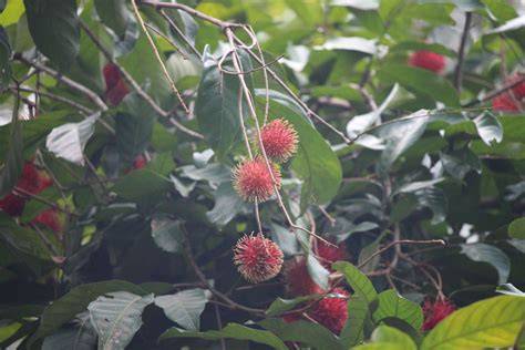 Nephelium L. | Plants of the World Online | Kew Science - raincitystudios.com