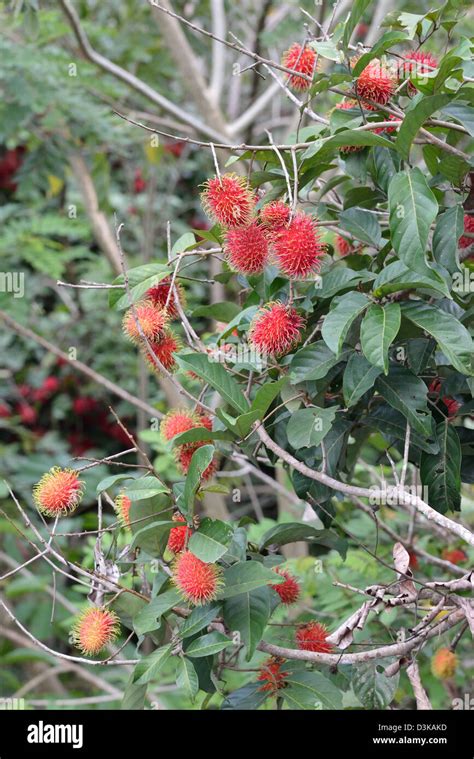 Nephelium lappaceum, the rambutan tree - Bird … - raincitystudios.com