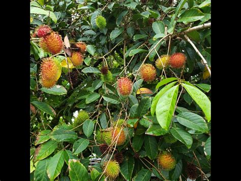 Nephelium lappaceum (rambutan) | CABI Compendium - raincitystudios.com