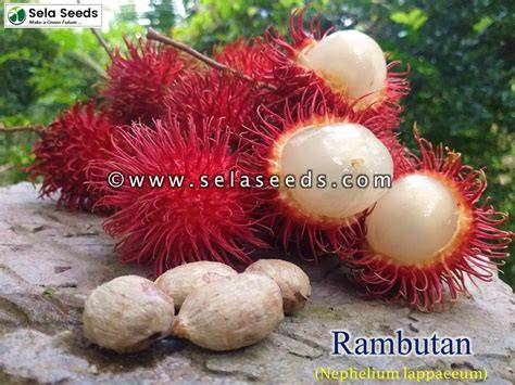 Nephelium lappaceum (Rambutan seeds) - Seeds - raincitystudios.com