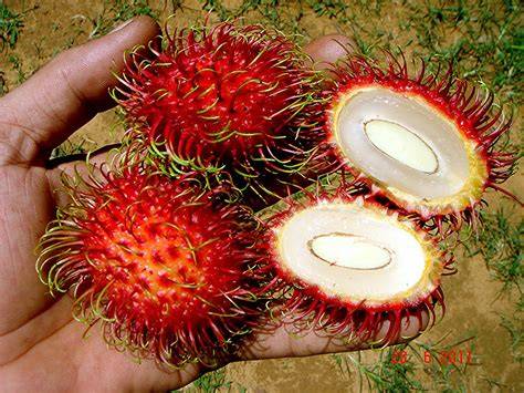 Nephelium lappaceum | Rambutan - Fruit trees … - raincitystudios.com