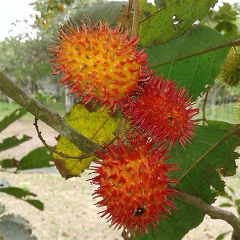 Nephelium Lappaceum Seed Extract: An In-Depth Look at Its Role in ... - raincitystudios.com