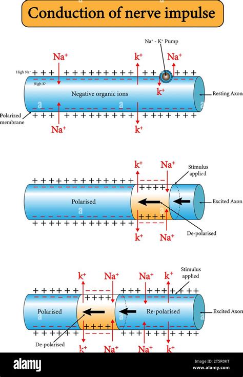 Nerve Impulse | Definition, Mechanism, Process & Types - muktibox.com