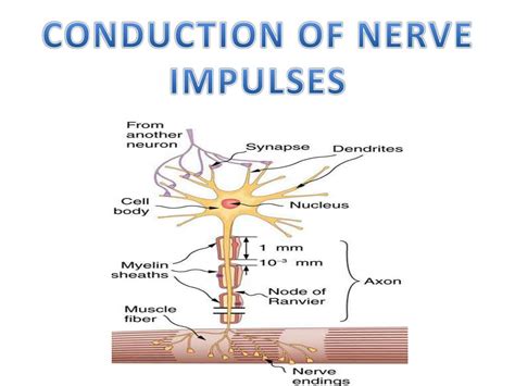 Nerve Impulses and Conduction of Impulses - muktibox.com
