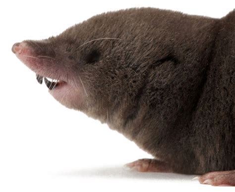 NETN Species Spotlight - Northern Short-tailed Shrew