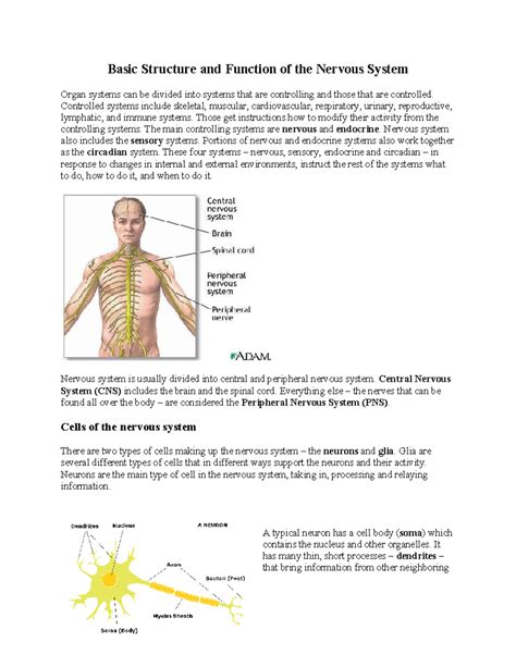 Neural System Overview: Structure, Function & Impulse Conduction - muktibox.com