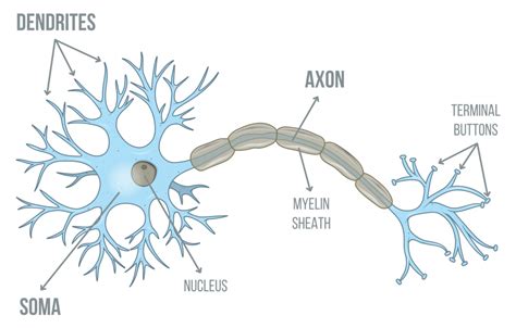 Neurons & Synaptic Transmission | AQA A Level … - muktibox.com