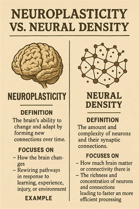 Neuroplasticity | Different Types, Facts, & Research | Britannica - wintechmobiles.com