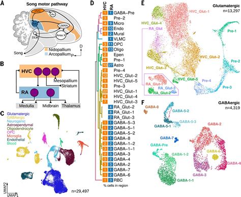 NEUROSCIENCE Cellular transcriptomics reveals evolutionary …