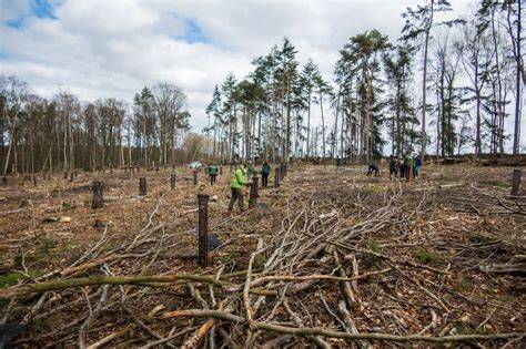 New EU afforestation and tree-planting guidelines … - raincitystudios.com