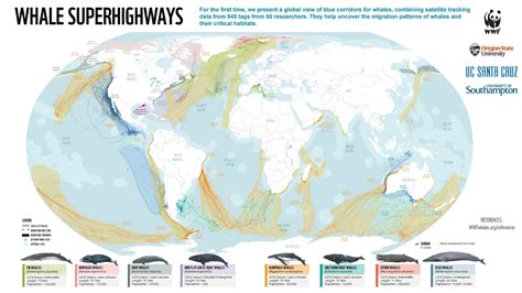 New first-of-its-kind map reveals ‘whale ... - The … - muktibox.com