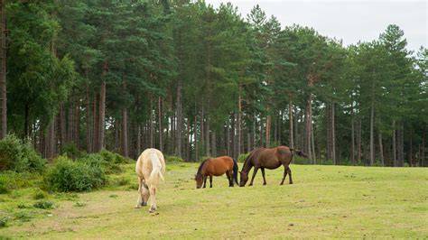 New Forest - planning an event or activity | Forestry … - raincitystudios.com