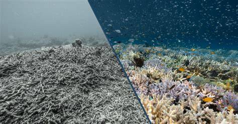 New Gel Could Boost Coral Reef Restoration | Scripps … - raincitystudios.com