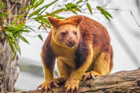New Guinea animals and plants | WWF - raincitystudios.com