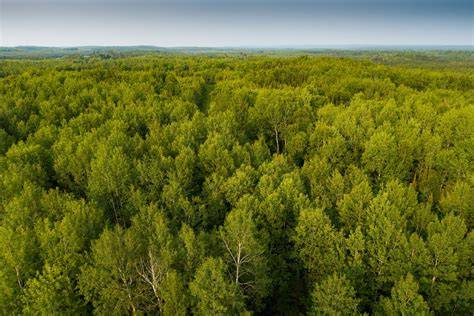 New Partnerships for Conservation: Trends in Forestland ... - Lyme Timber - raincitystudios.com