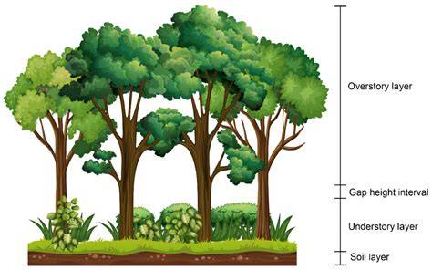 New Perspective: Management of Understorey Vegetation in … - raincitystudios.com