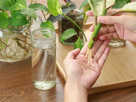 New Plants From Cuttings - Purdue University - raincitystudios.com