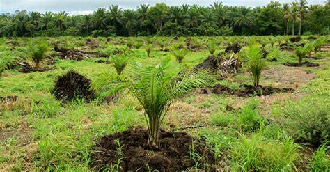 New Research: Reforestation is More Cost-Effective … - raincitystudios.com