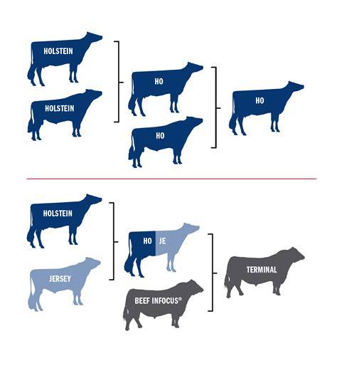 New scientific study pushes the limits of dairy crossbreeding - raincitystudios.com