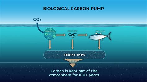 New View of Biological Carbon Pump - Ocean Observatories Initiative - raincitystudios.com