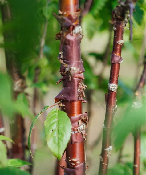 New Wood Trees - British Grown Multi-stem Trees - muktibox.com