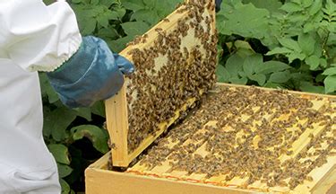 New Zealand Certificate in Apiculture (Level 3) | SIT (Southern ... - muktibox.com