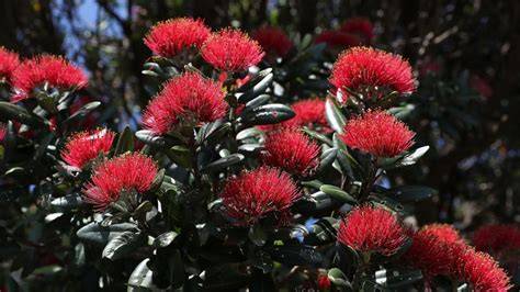 New Zealand plants & animals | Ruapehu, New Zealand - raincitystudios.com
