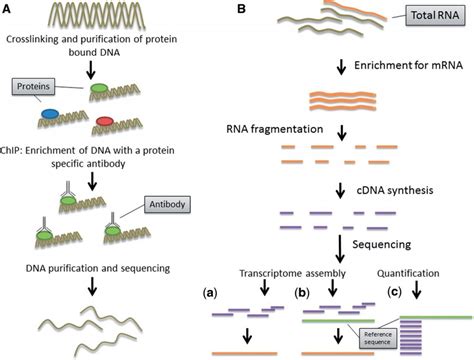 Next Generation Rna Sequencing - muktibox.com