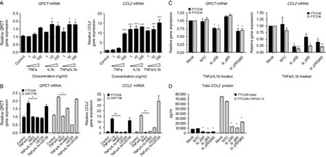 NF-kB-dependent co-regulation of QPCT and CCL2 mRNA