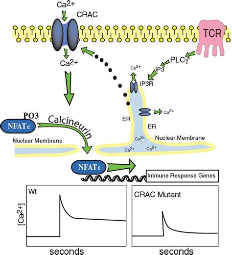 NFAT but not NF-kB activation is a conserved function of Vpr. (A ... - wintechmobiles.com
